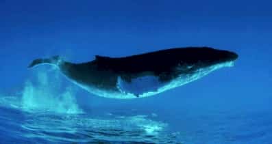 鯨魚叫動物叫聲音芯片